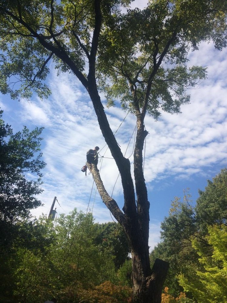 Tree services